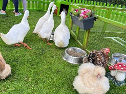 Levende Kinderboerderij met oa kippen huren © www.oudhollandsentertainment.nl